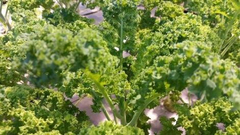 Taking on EWG’s ‘Dirty Dozen’ List: Considerations For Kale and Pesticide Safety Image